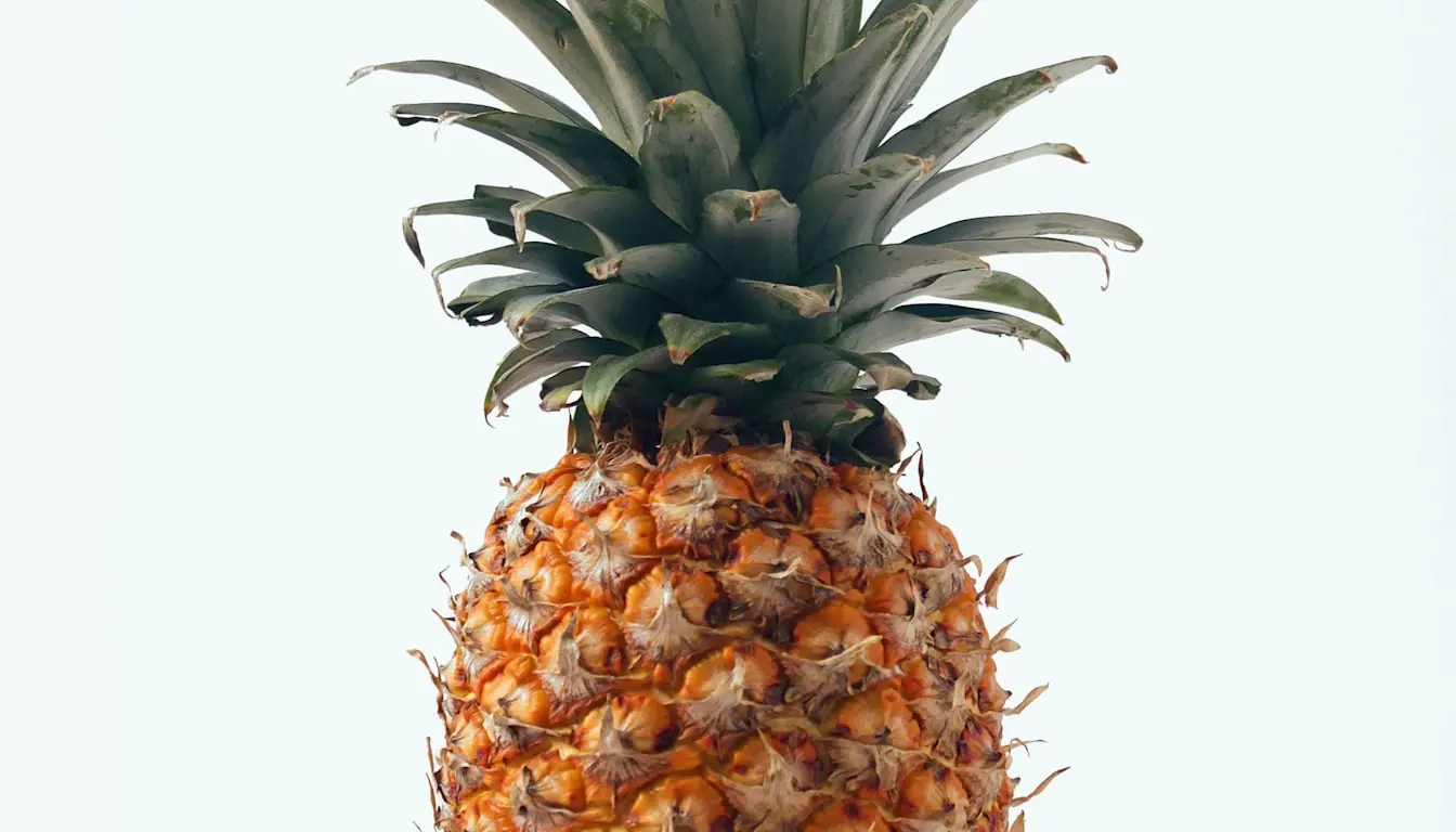 Ananas w ciąży jest bezpieczny do jedzenia we wszystkich trymestrach ciąży w umiarkowanych ilościach do dwustu gramów dziennie